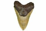 Huge, Fossil Megalodon Tooth - North Carolina #146781-1